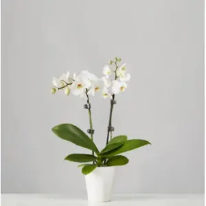 Plants.com: Get 20% OFF Your Any Order