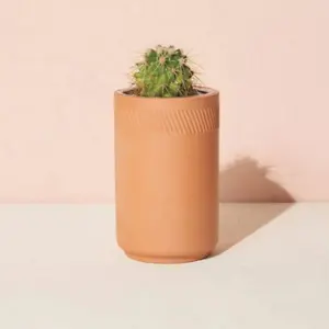 Plants.com: Save 20% on Office Plants