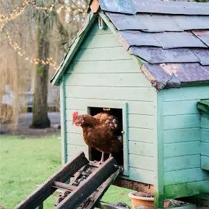 Chewy: Select Chicken coop on sale Up to 30% OFF