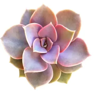 Succulents Box: 15% OFF Your Order with Sign Up