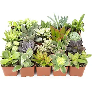 Altman Plants Live Succulent Plants 20 Pack