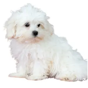 PuppySpot: Maltese Starting at Only $2599