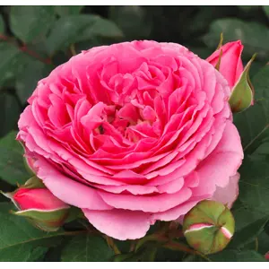 World of Roses: Save 10% OFF Sale Items