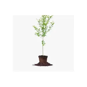 Perfect Plants Nursery US: Sale Items Get Up to 70% OFF