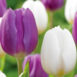 Miracle-Gro Purple and White Mixed Tulip Flower Bulbs