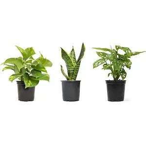 Altman Plants Essential Houseplant Collection