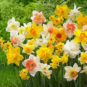 Garden State Bulb All-in-One Mixed Daffodil Bulbs (Bag of 100)