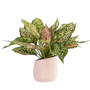 Plants.com: Cyber Monday Save Up to 30% OFF Exclusive Collection