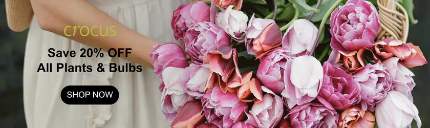 Crocus: Save 20% OFF All Plants & Bulbs