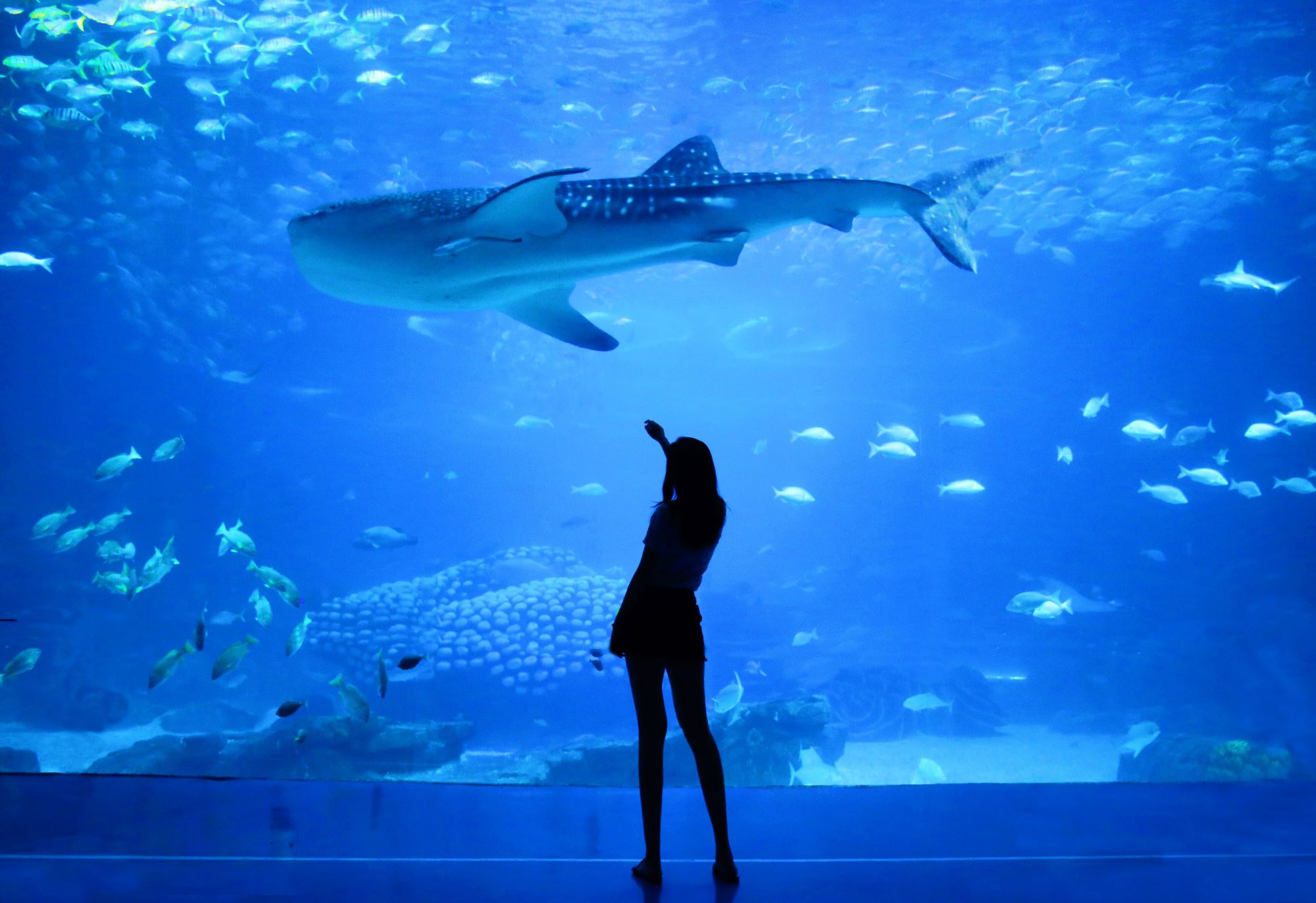 Ripley's Aquarium vs. Newport Aquarium