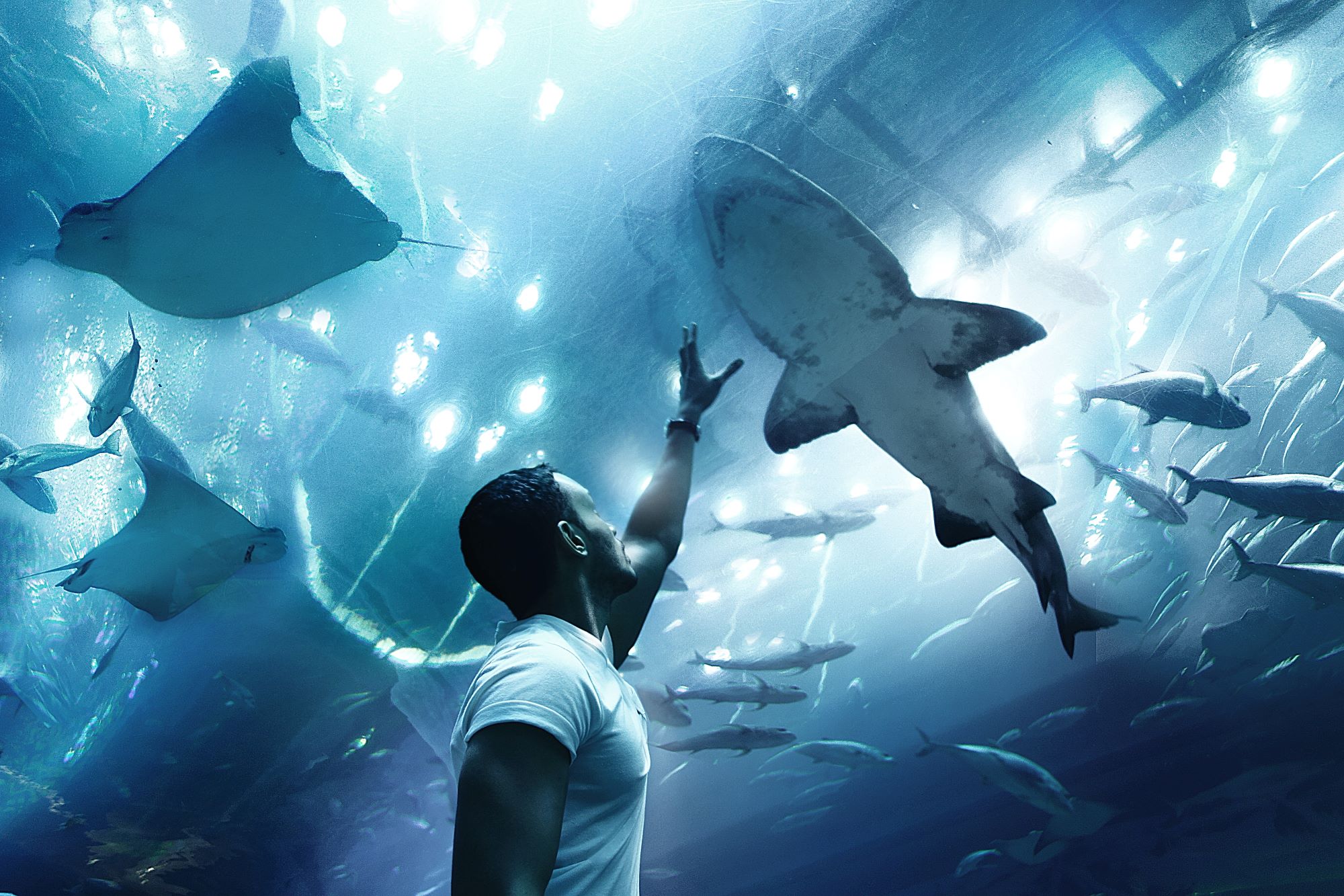 Tips to Travel Smoothly at Aquariums