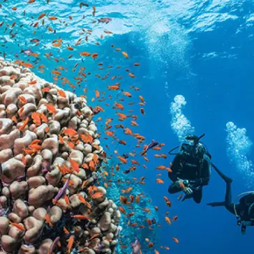 PADI：核心在线课程大促