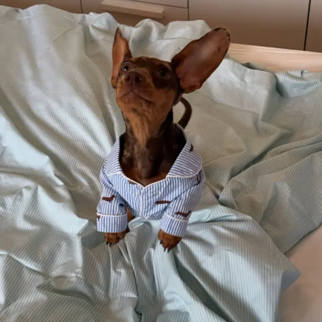 Dore & Rose：抗菌护敏！高端真丝床品/睡眠配件热卖