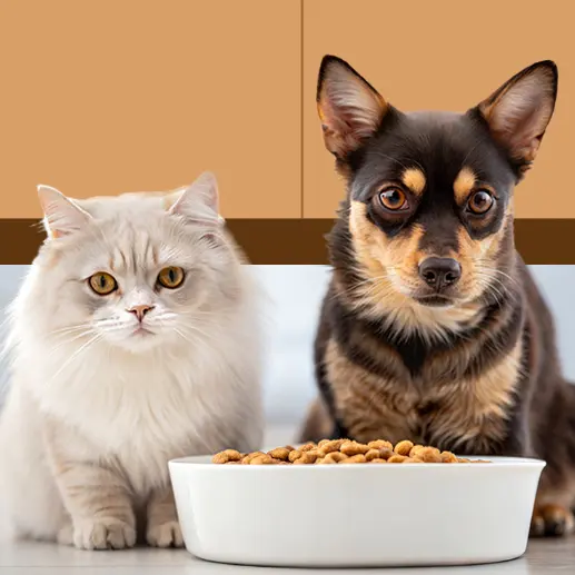 Pet Care Supplies：圣帕特里克节大促！入必备宠物护理产品