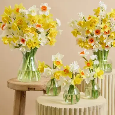 Freddie's Flowers UK：复活节大促！鲜花热卖 精心挑选晚宴摆设花卉