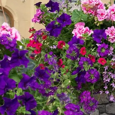 Gardening Direct：悬挂式花篮植物特惠