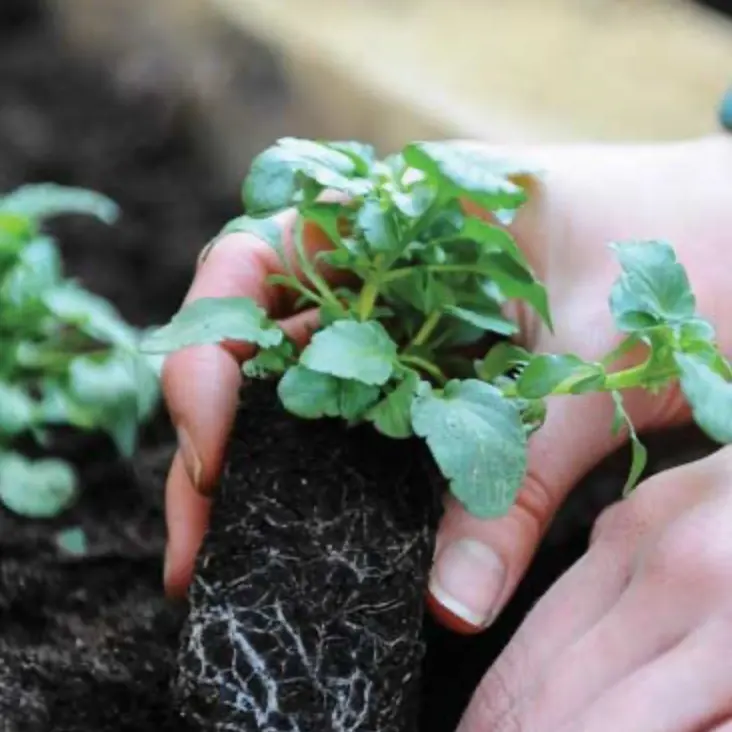 Suttons：植物、球茎及园艺用品清仓特卖