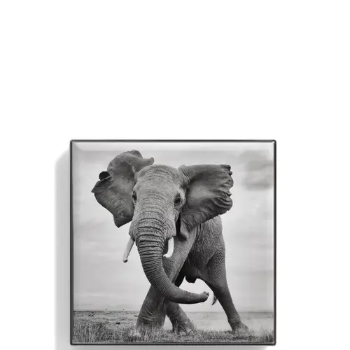 Chantecaille 香缇卡闪烁光采眼影 #动物保育系列