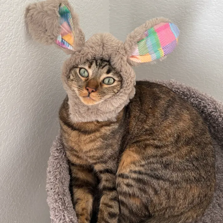 Petco：猫咪月特惠 选购湿粮/干粮组合装、猫零食、猫砂套装等