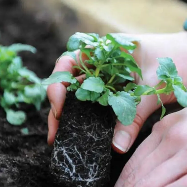 Suttons：四月园艺好价