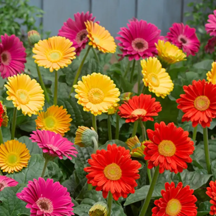 Gardening Direct：Forest Garden 系列优惠