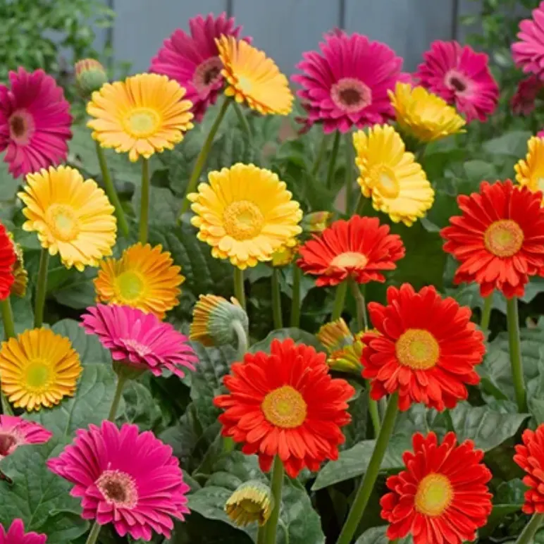 Gardening Direct：堆肥产品特惠