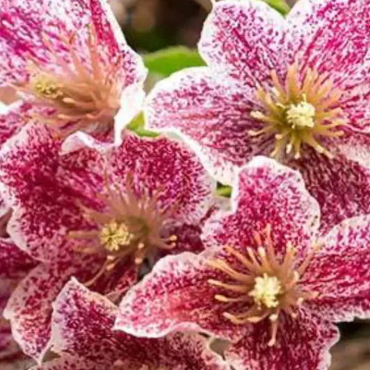 Gardening Direct：花园建筑特惠