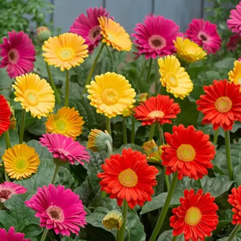Gardening Direct：Forest Garden吧台特惠