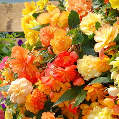 Gardening Direct：Forest Garden 特惠