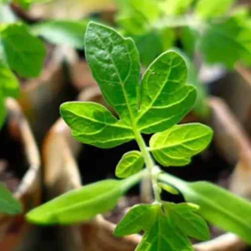 Dobies：6月植物特惠