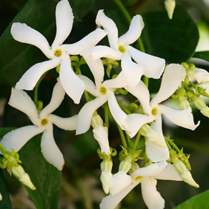 Gardening Direct：Q3大促 植物花卉热卖