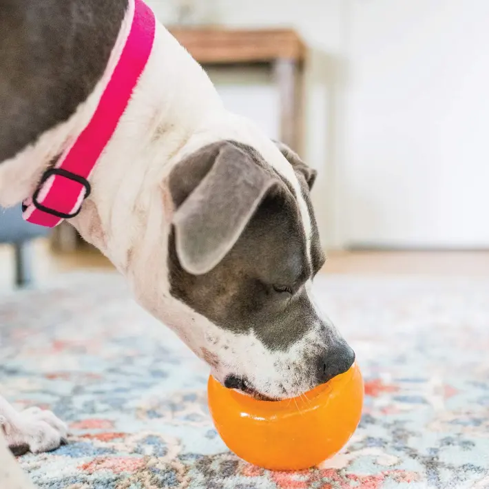 Outward Hound 漏食玩具 漏食器漏食球自嗨解闷 狗狗玩具 橙色