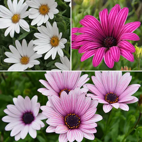 Gardening Direct：草花植物特惠