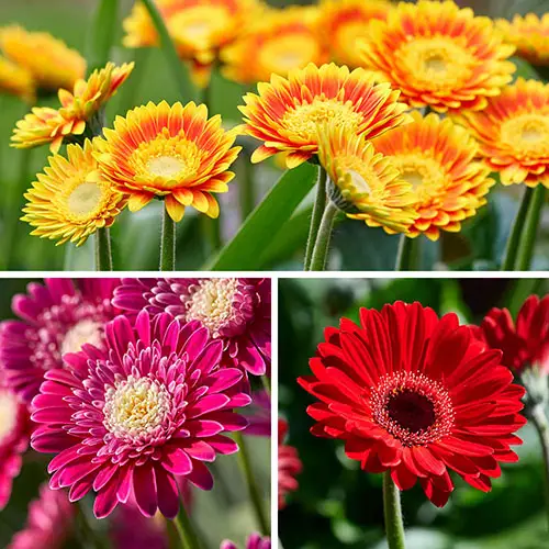 Gardening Direct：银行假日大促