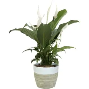 Costa Farms 15" Spathiphyllum Peace Lily Live Indoor Plant