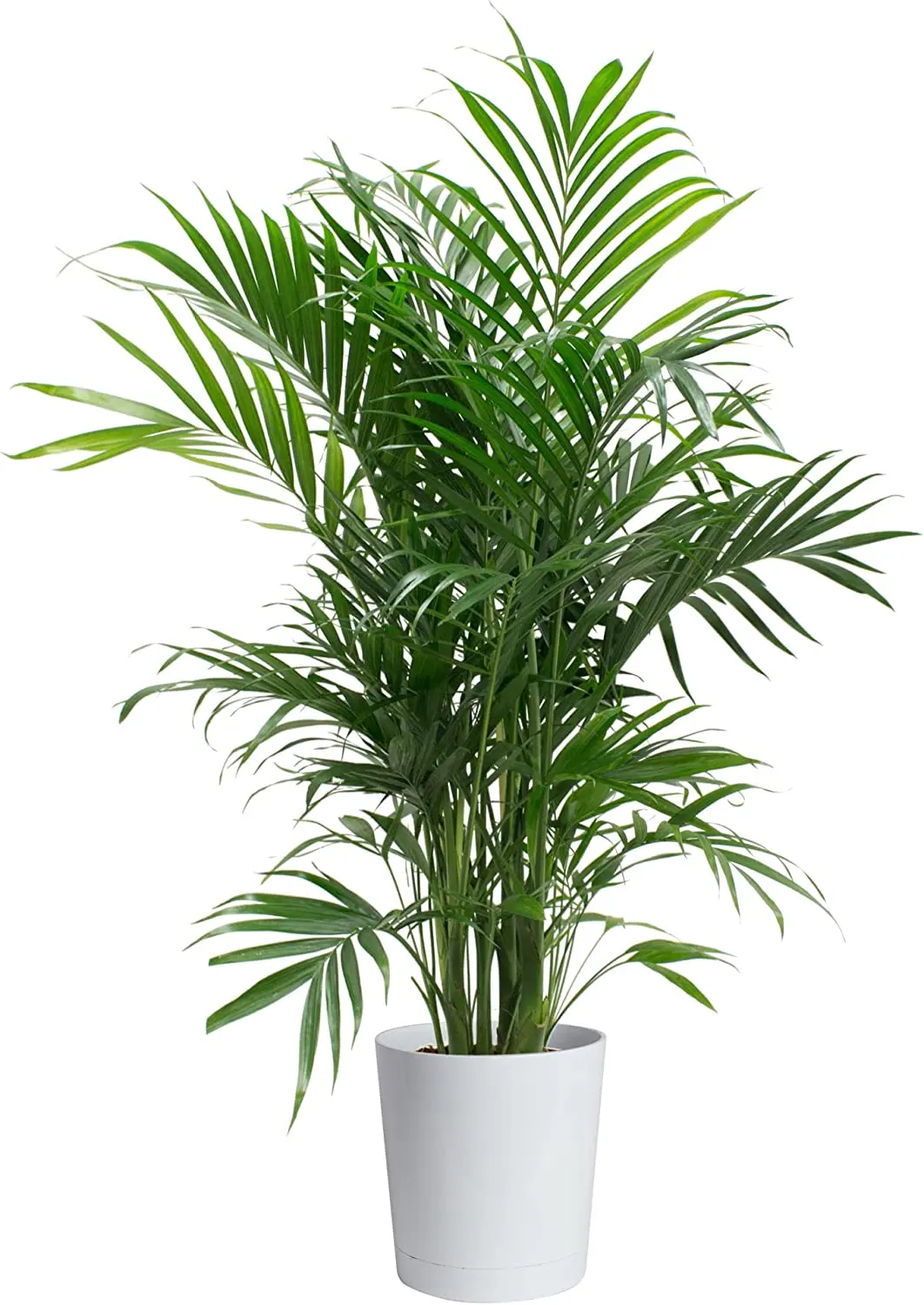 Costa Farms Cat Palm Tree 3' Live Indoor Plant