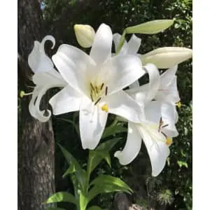 Touch of Eco Live Lily Plant 3-Pack