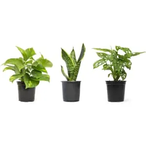 Altman Plants Store 3-Pack