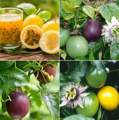 容易种植的百香果，一粒种子就可爬满整个后院！