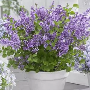 HSN Live Plants Sale