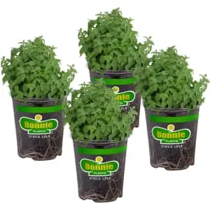 Bonnie Plants Catnip Live Herb Plant 4-Pack