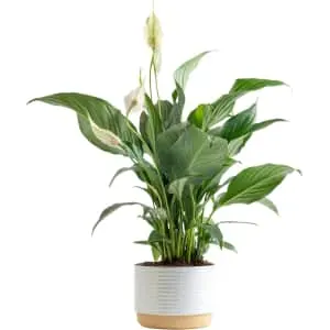 Indoor and Outdoor Live Plants at Amazon