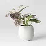 Threshold 6" Mini Tabletop Artificial Plants in Ceramic Pots (Various)