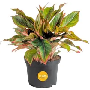 Costa Farms Chinese Evergreen Live Plant