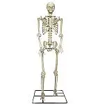 Haunted Living 10-ft Poseable Skeleton Yard Decoration