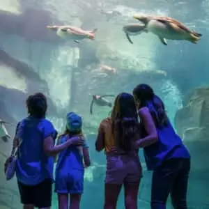 SeaWorld Orlando Admission Tickets at Groupon