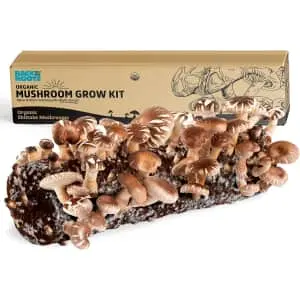 Back to the Roots Mushroom Growing Kits