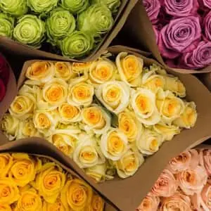 36 Farmer's Color Choice Roses