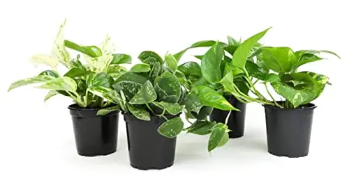 Live Pothos 室內植物盆栽(4 件装)