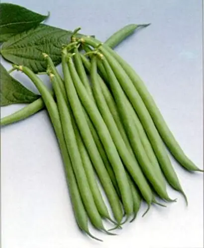 容易种植的四季豆种子